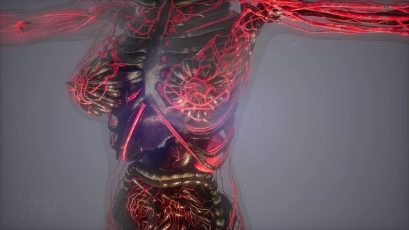 Human Body with Glow Blood Vessels alt