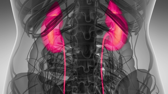 Anatomy Scan of Human Kidneys