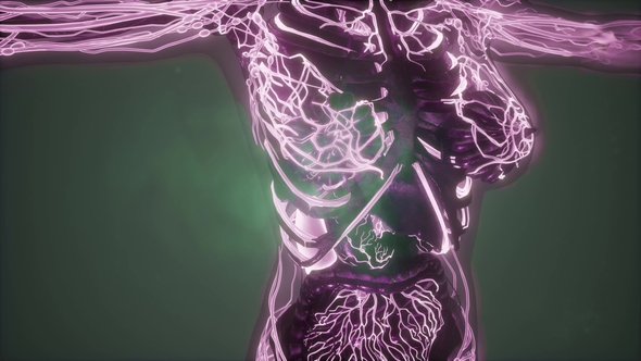 Human Body with Glow Blood Vessels alt
