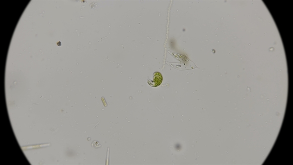 The Movement of the Protozoa Euglena Viridis, Under the Microscope