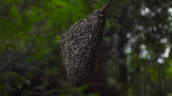 Bee Hive in Tropical Forest Wild Honey Bee Building Hanging Hive in Jungle Forest