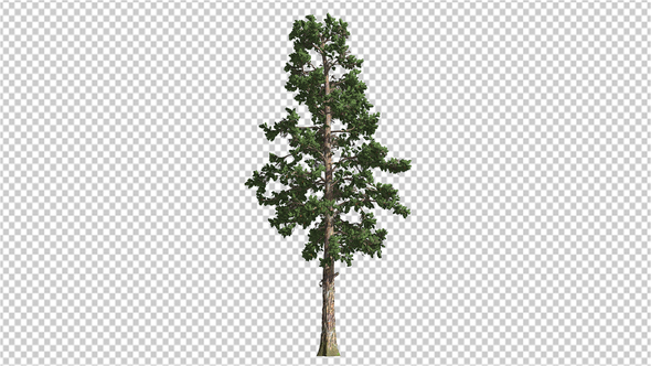 Conifer Tree 1