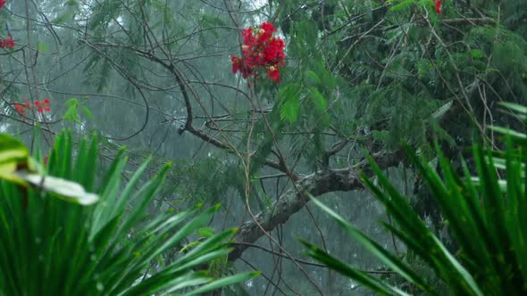 Tropical Downpour Outdoors