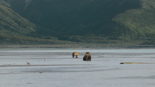 Grizzly Bear Sitting in Front of Mountain While Another Grizzly Bear Walks Thorugh