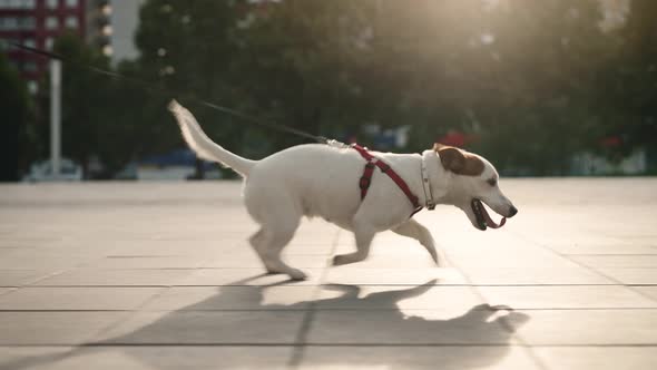 Jack Russell Running Down the Sidewalk