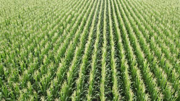 Corn field, flight over the cream of corn stalks, excellent growth, good corn harvest