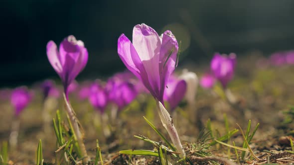 Flowers Violet Grass Park Mountains Blooming Plant Forest Green Sun Morning