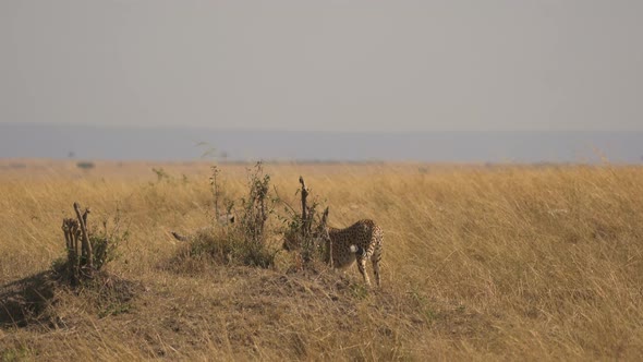 Cheetah and two cubs in Masai Mara