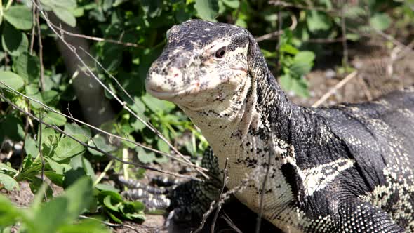 Asian monitor lizard blinking in slow motion