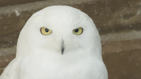 EXTREME CLOSE UP, A Snowy owl in captivity, looking into the camera