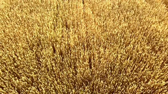 Flying Over Field of Yellow Ripe Wheat Closeup