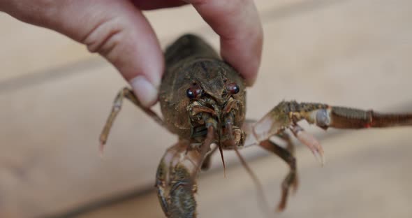 Healthy and Active Fresh River Lobster or Crayfish Holding Male Fingers. Close Up