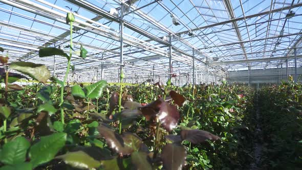 Nature Camera Spans Through Wild Rose Bushes View of Flowers Roses Inside the Glass Greenhouse Wide