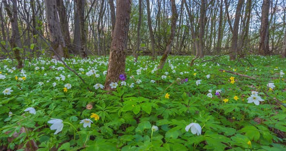 Spring Forest and Windflowers Timelapse with Crane