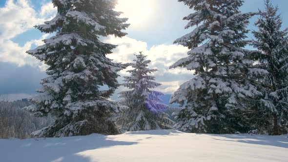 Evergreen pine trees covered with fresh fallen snow in winter mountain forest on cold bright day.