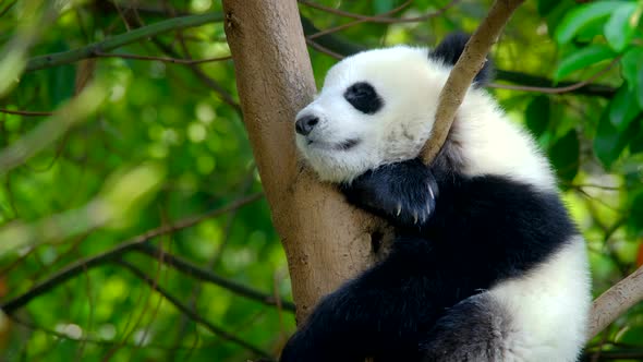 Giant Panda Bear Cub on a Tree