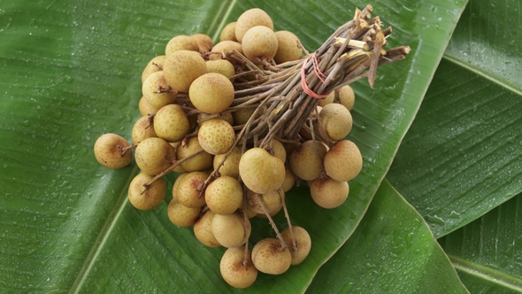 Bunch of Fresh Raw Exotic Tropical Thai Fruit Dimocarpus Longan Rotating on Banana Leaf