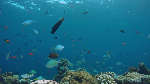 Lively Colorful Coral Reef Near a Maldivian Island