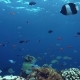 Small Colorful Fish Above a Colorful Reef - VideoHive Item for Sale