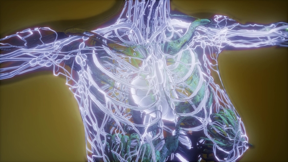 Human Body with Glow Blood Vessels alt