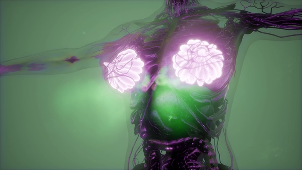 Human Body with Visible Glow Mammary Gland alt