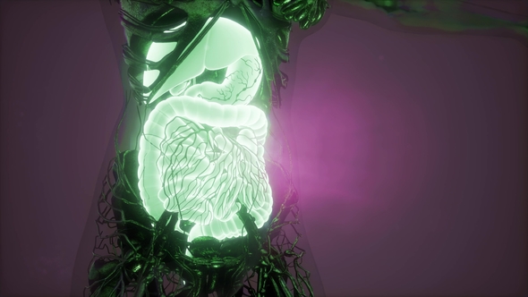 Human Body with Visible Digestive System alt