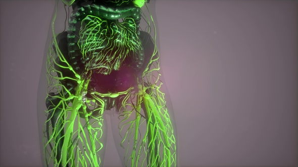 Human Body with Glow Blood Vessels alt