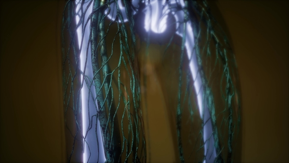 Human Body with Visible Skeletal Bones alt