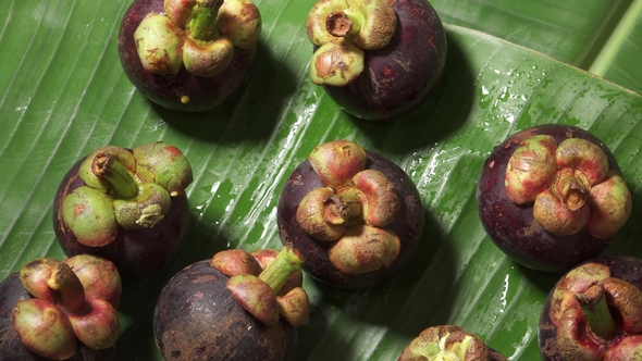 Group of Fresh Exotic Tropical Thai Fruit Mangosteens (Garcinia Mangostana) Rotating on Banana Leaf