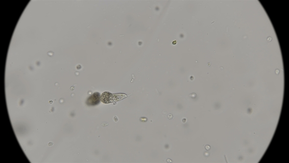 Division of Peranema Microorganism, Under a Microscope