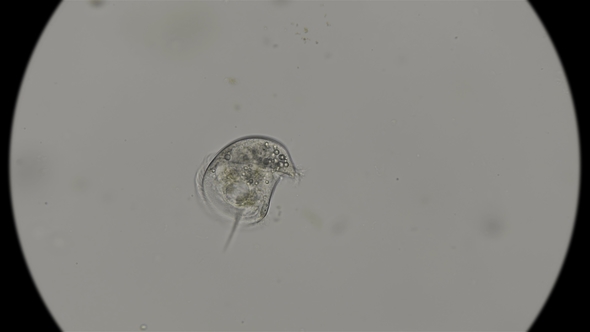 the CAENOMORPHA MEDUSULA Microorganism 