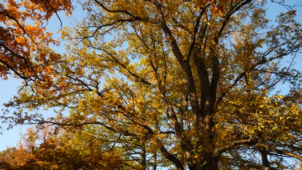 Autumn Forest