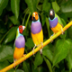 Exotic Birds