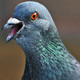 Pigeon Cooing