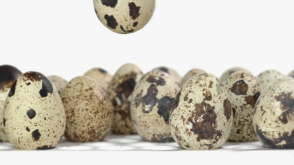 Automatic Capture Puts Quail Eggs in a Tray, Where Are the Other Eggs for Incubation
