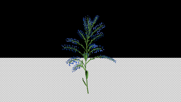 Growing Dark Blue Flower alt