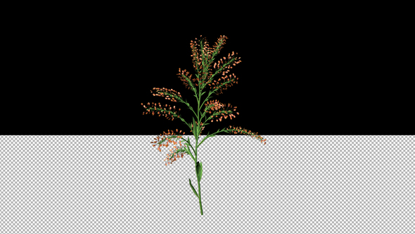 Orange Flower Growing alt