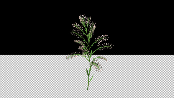 Growing White Flower alt