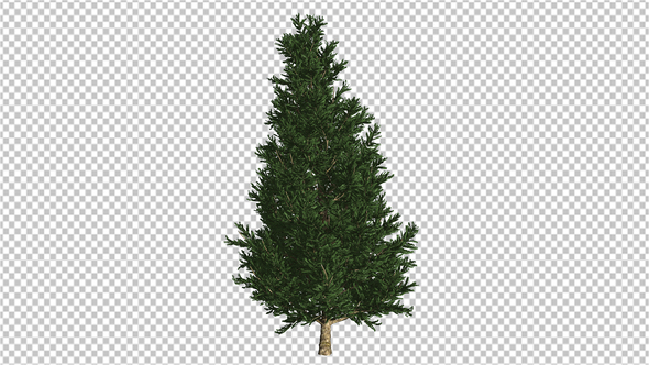 Green Spruce