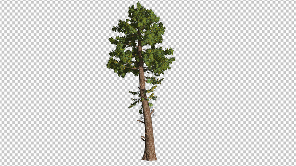Pine Tree With A Long Trunk alt