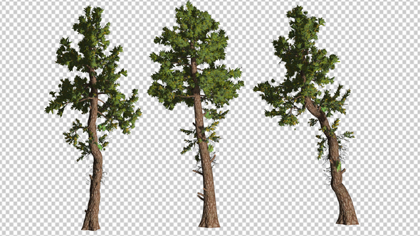3 Kinds Of Coniferous Trees alt