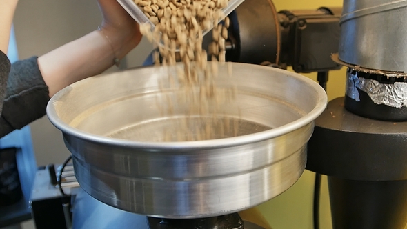 Coffee Beans Falling Into Roasting Machine