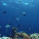 Lively Coral Reef Teeming with Life - VideoHive Item for Sale