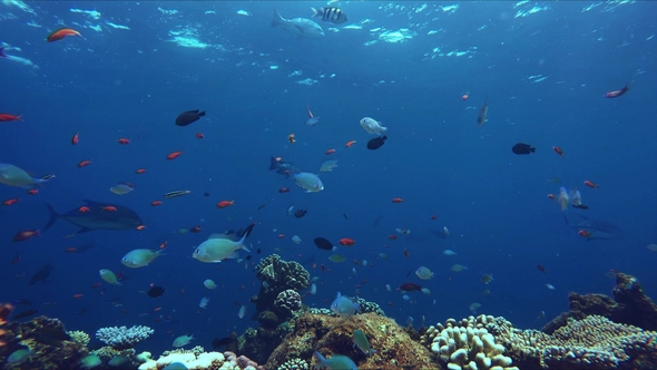 Lively Coral Reef Teeming with Life