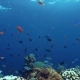 Lively Coral Reef Teeming with Life - VideoHive Item for Sale