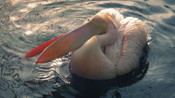 Pelican Splashing Wings In The Water