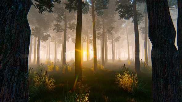 Morning In Pine Forest