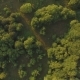 Aerial View on the Summer Trees and Bushes - VideoHive Item for Sale