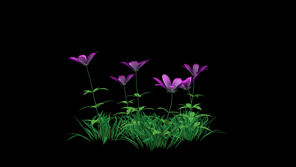 Pink Flower and Grass alt