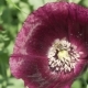 Bee Collects the Nectar on Garden Poppy  Stock Footage Video - VideoHive Item for Sale